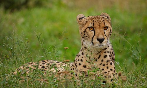 Animal Kingdom-Cheetah