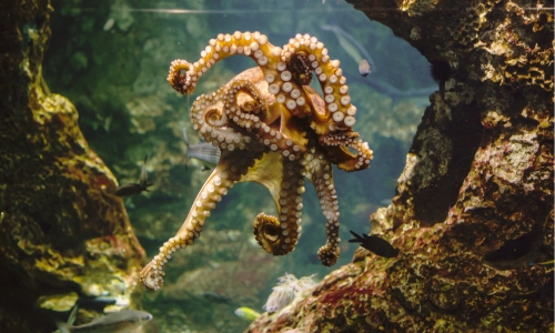 Ocean Life-Octopus