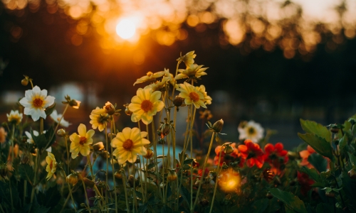 Relax with a Garden-Flower