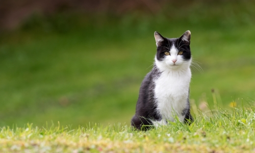 Relaxing Animal-Cat