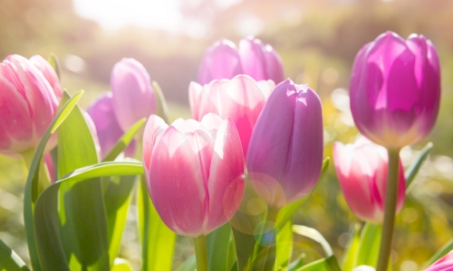 Spring Blossoms-Tulip