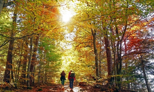 Forest Walk Word Search Printable